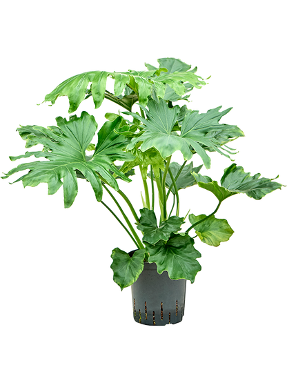 Philodendron Selloum