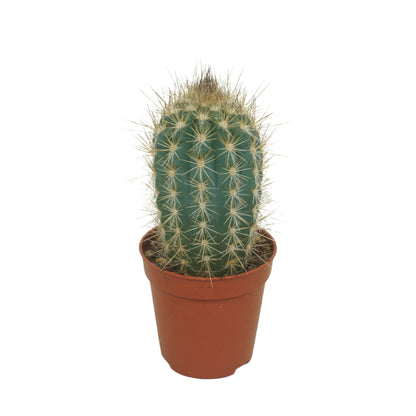 Cactus overig