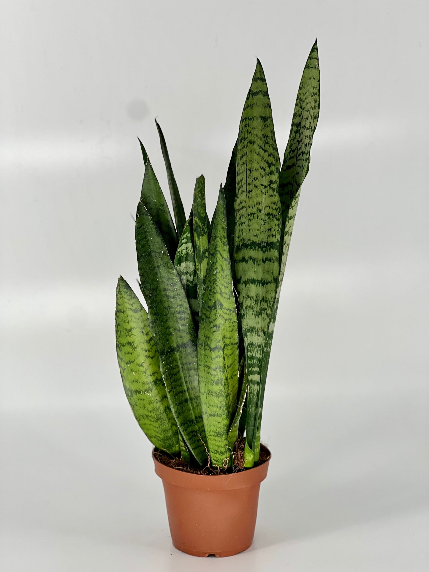 Sanseveria zeylanica