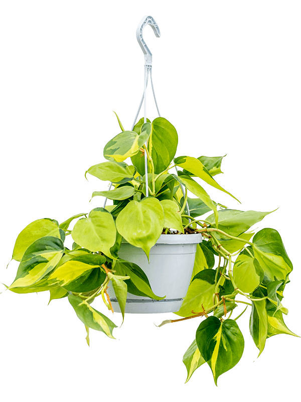 Philodendron scandens Brasil