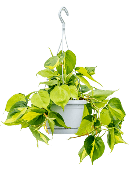 Philodendron scandens Brasil