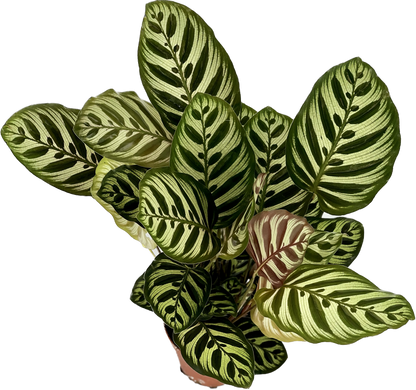 Calathea Makoyana