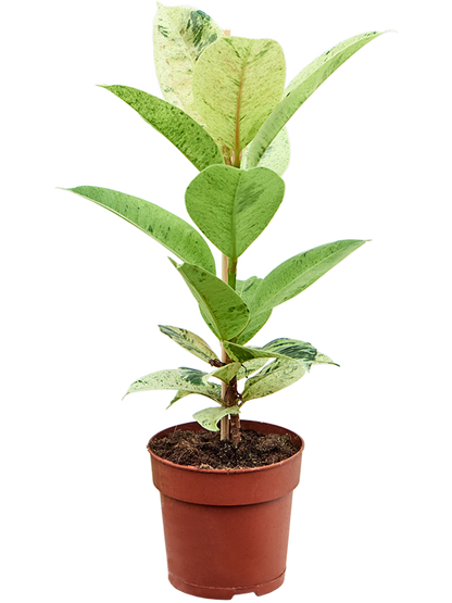 Ficus elastica Schrijveriana