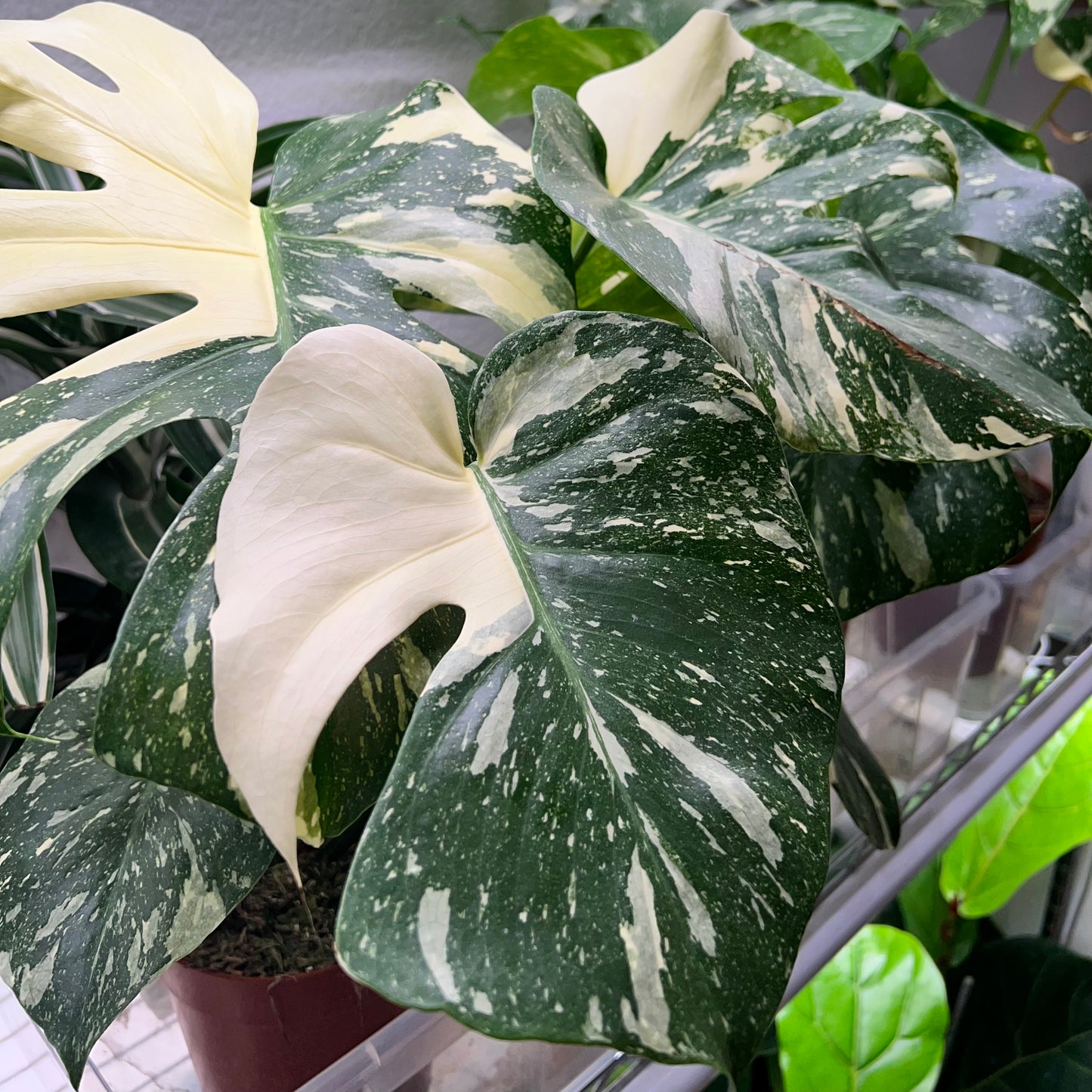 Monstera Thai constellation