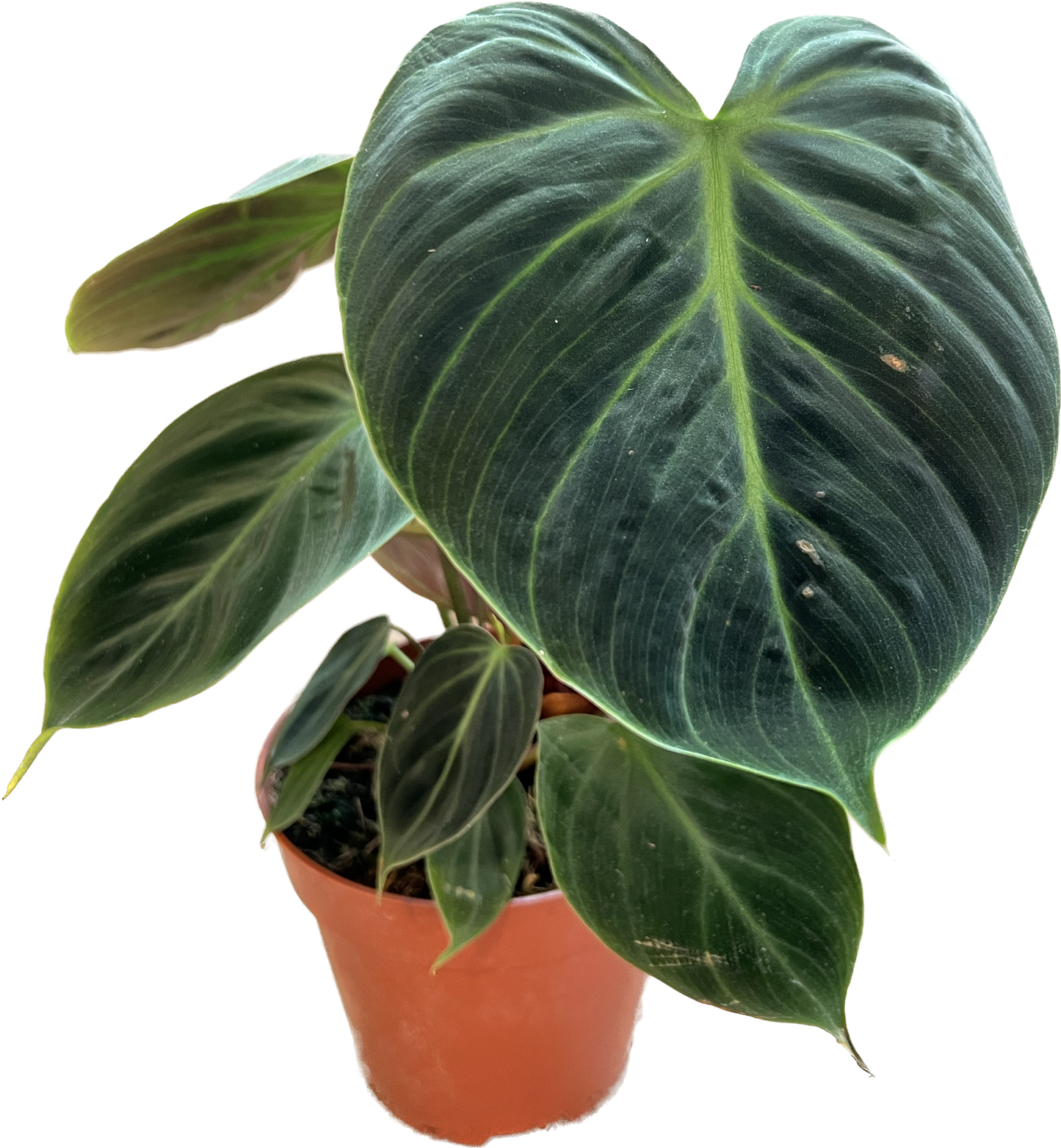 Philodendron Choco Red