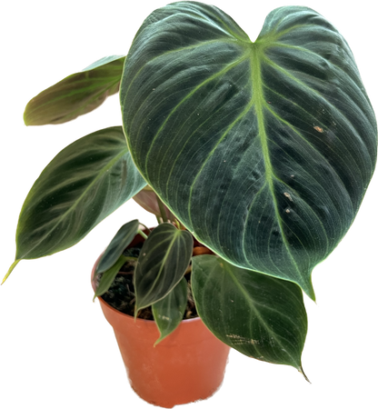 Philodendron Choco Red