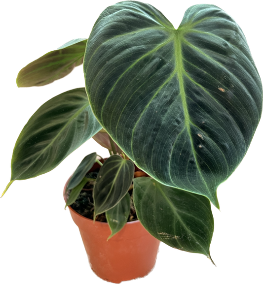 Philodendron Choco Red