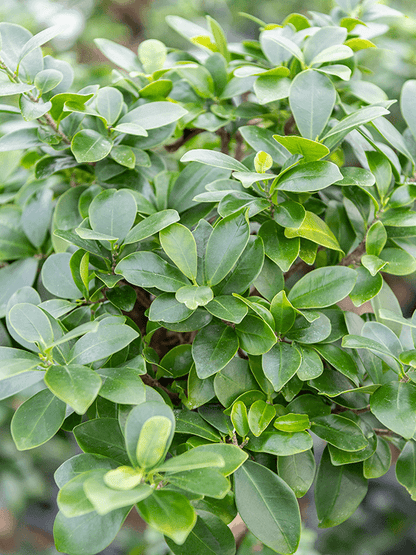 Ficus Ginseng