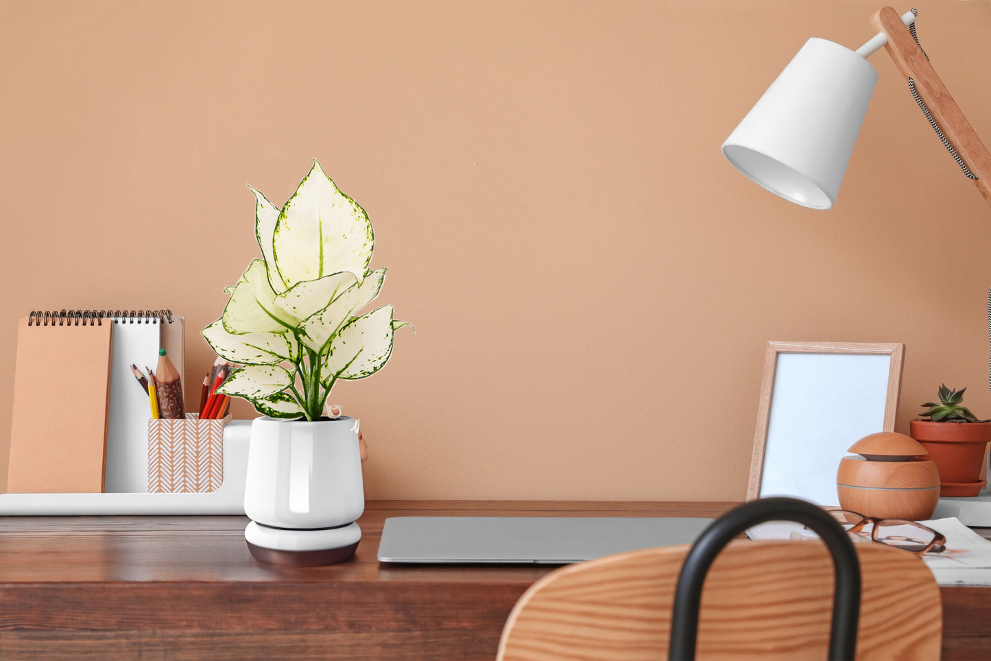 Aglaonema White