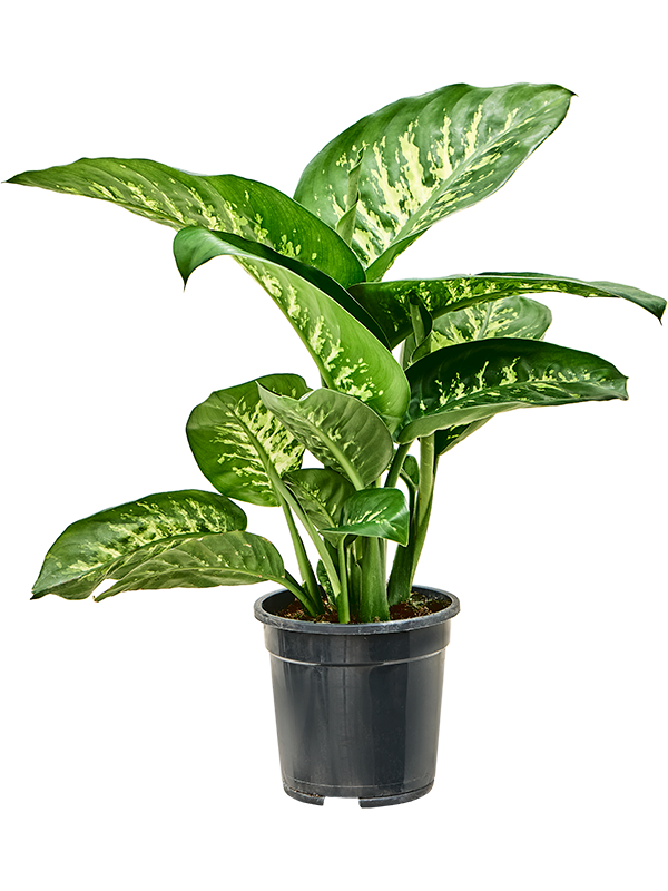 Dieffenbachia seguine