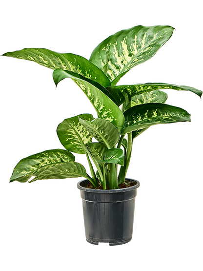 Dieffenbachia seguine