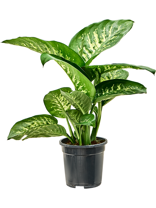 Dieffenbachia seguine