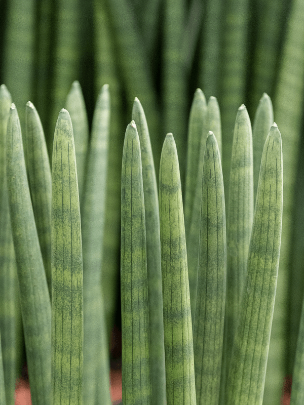 Sansevieria Mikado