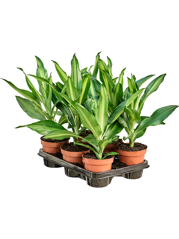 Dracaena