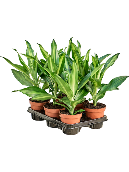 Dracaena