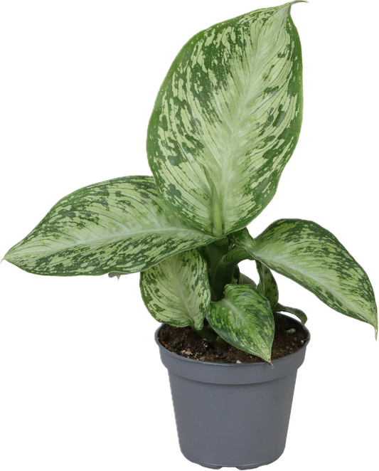 Dieffenbachia Snow