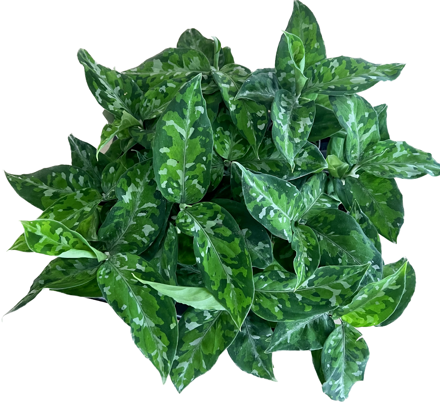 Aglaonema Pictus Tricolor