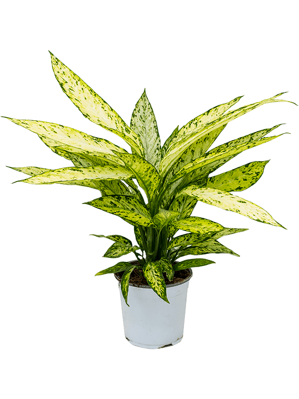 Dieffenbachia Vesuvius