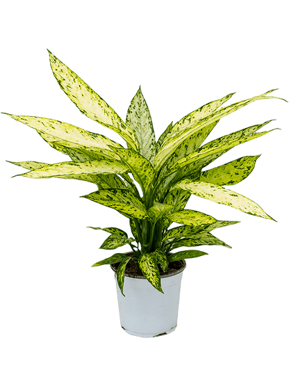 Dieffenbachia Vesuvius