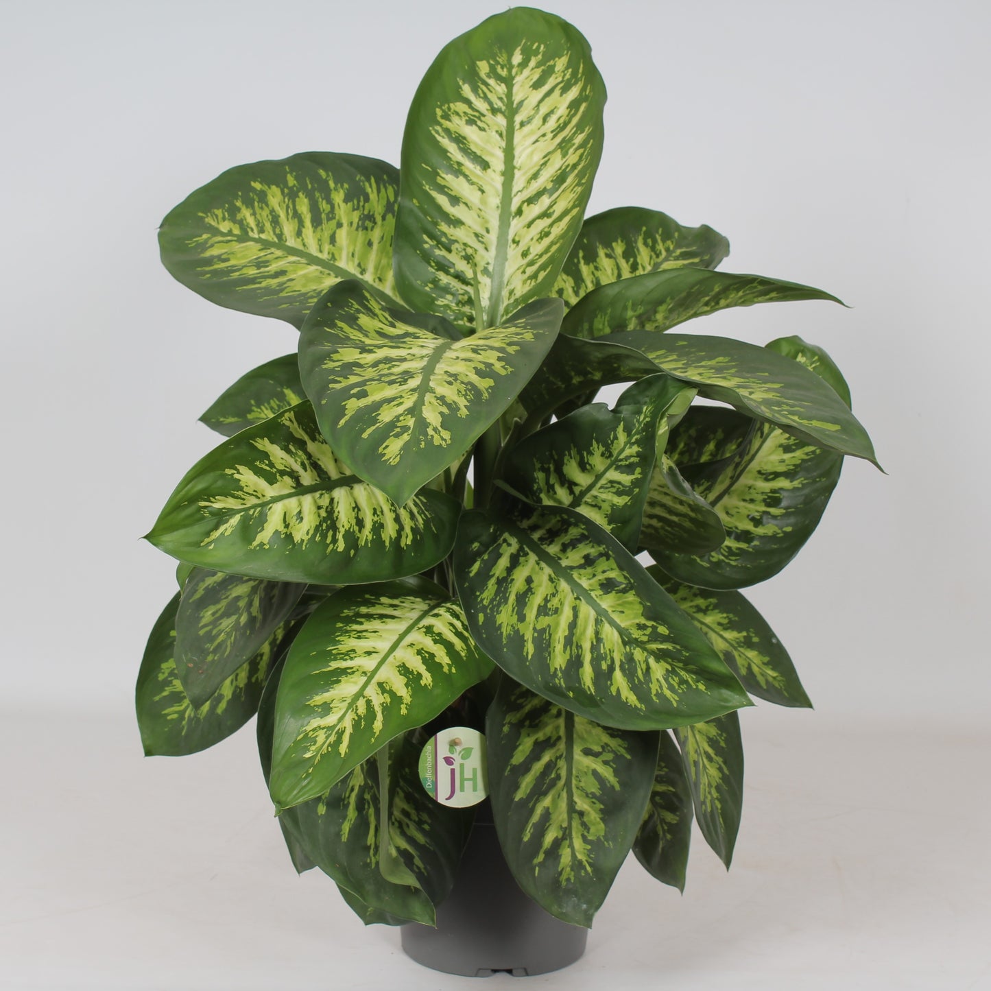 Dieffenbachia seguine