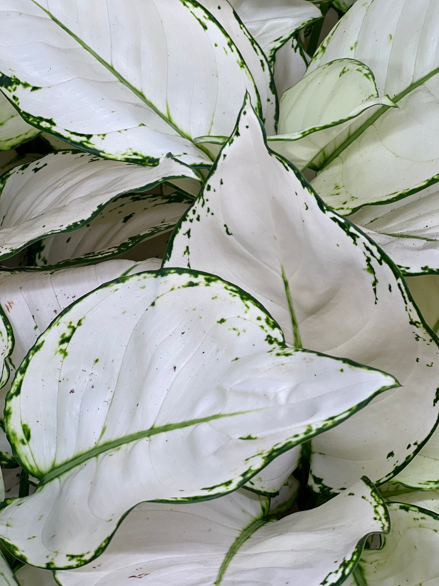 Aglaonema White