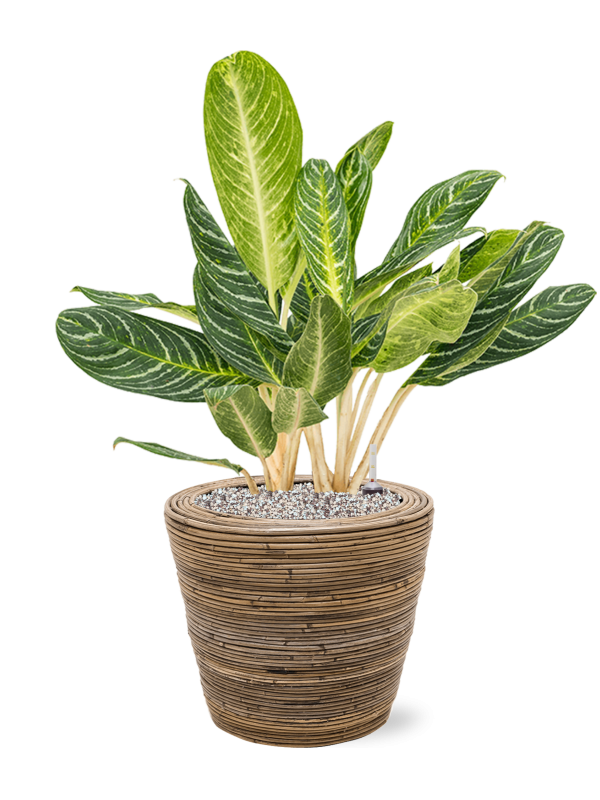 Aglaonema Key Lime