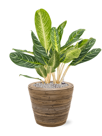 Aglaonema Key Lime