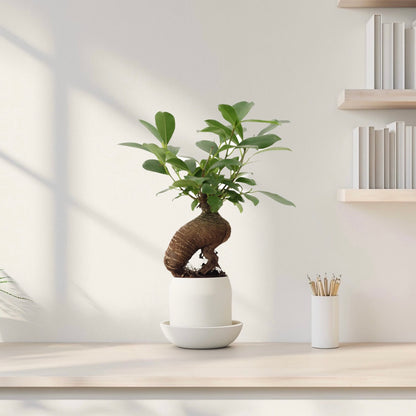 Ficus Ginseng