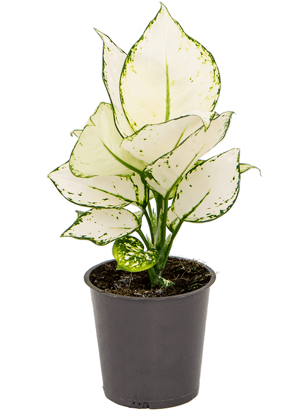 Aglaonema White