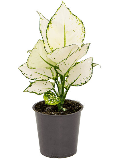 Aglaonema White