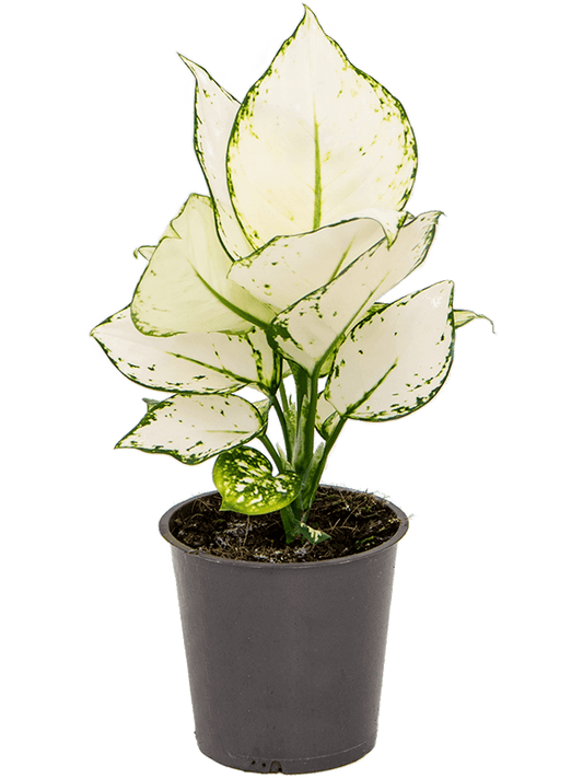 Aglaonema White