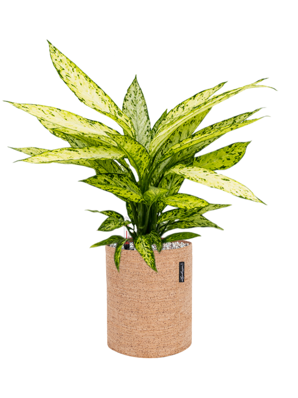 Dieffenbachia Vesuvius