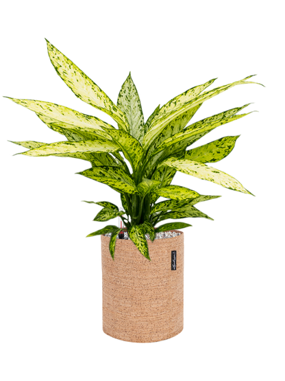 Dieffenbachia Vesuvius