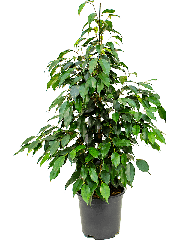 Ficus benjamina