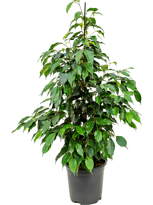 Ficus benjamina