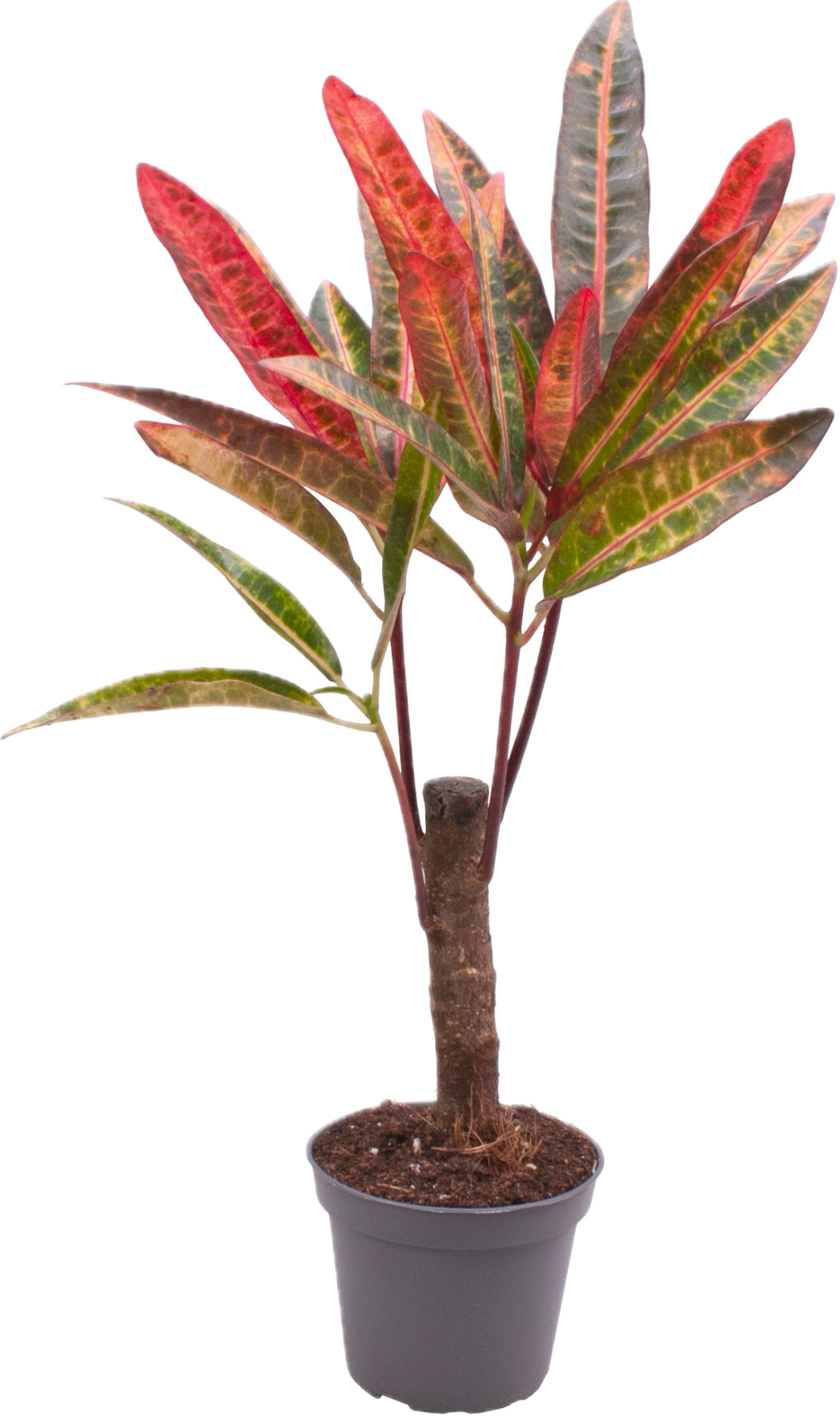 Codiaeum variegatum