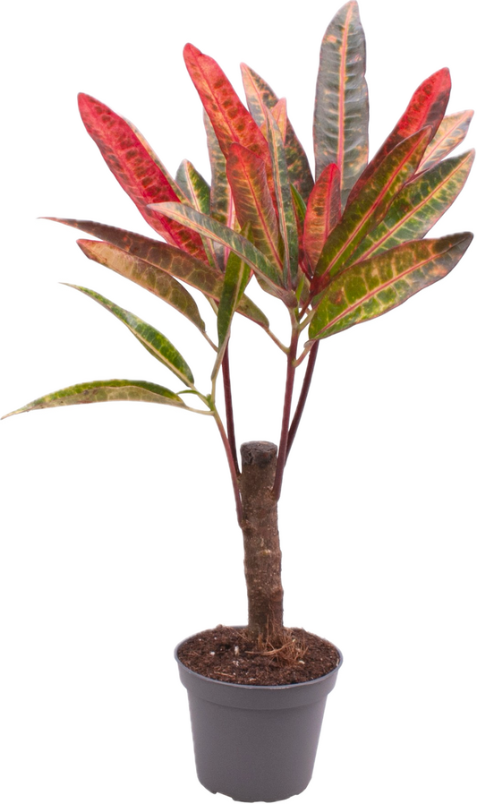 Codiaeum variegatum