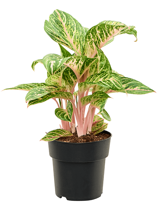 Aglaonema Coco Melon