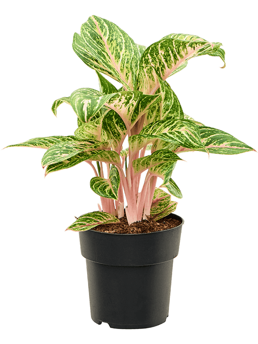 Aglaonema Coco Melon