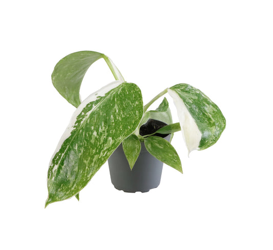Philodendron Jose Buono