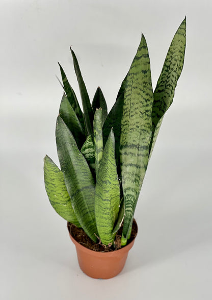 Sanseveria zeylanica