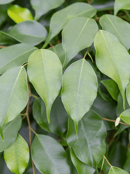 Ficus benjamina