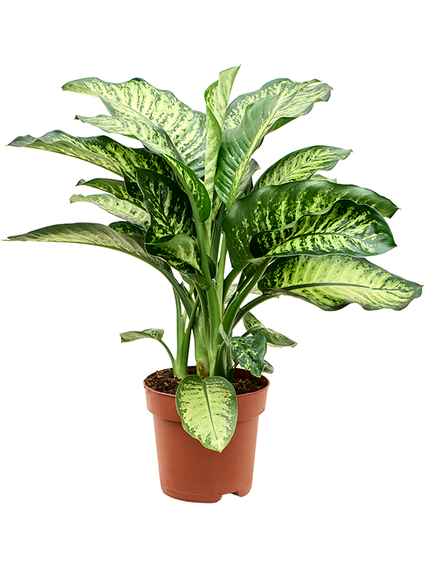 Dieffenbachia seguine
