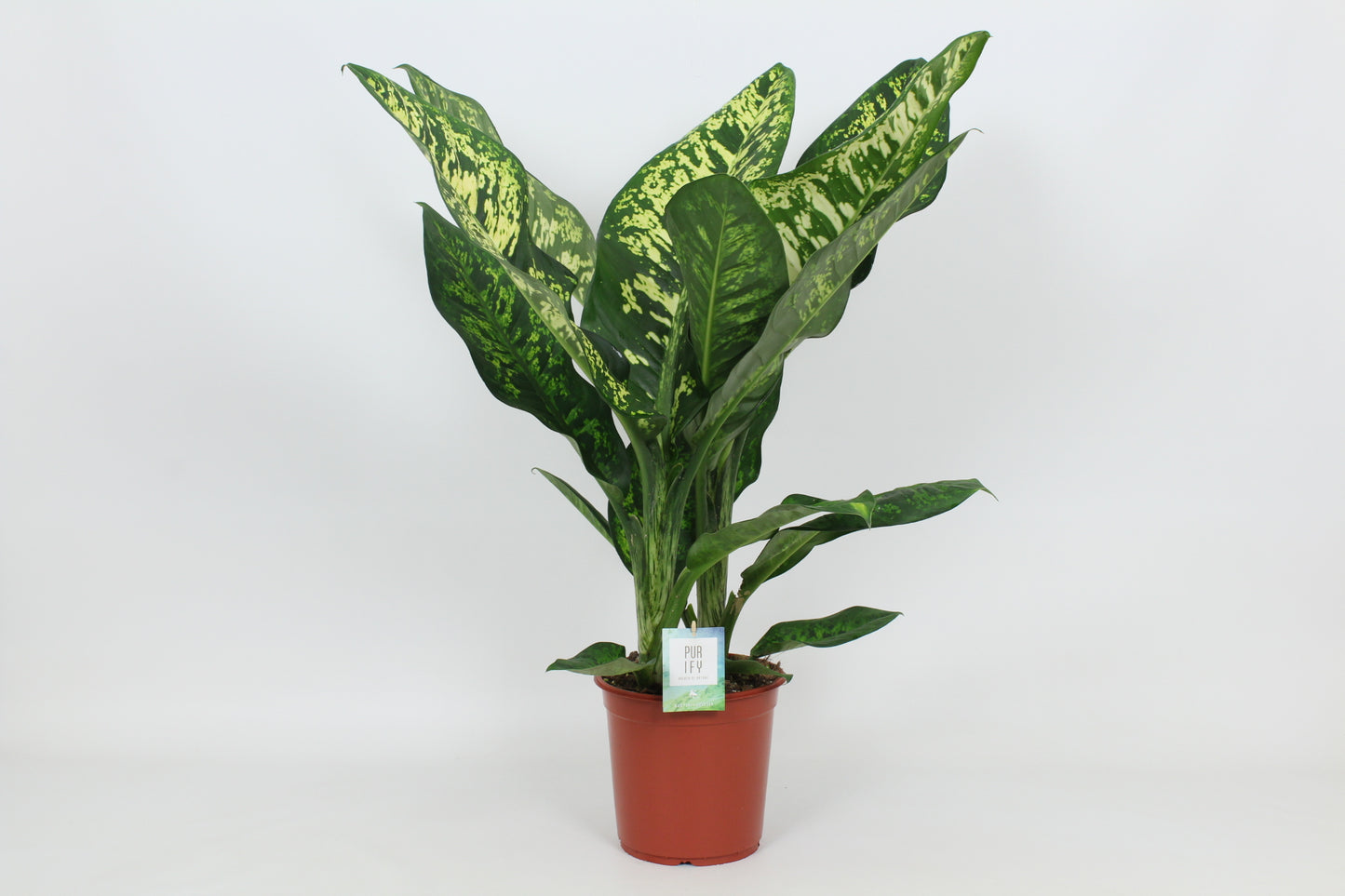 Dieffenbachia seguine