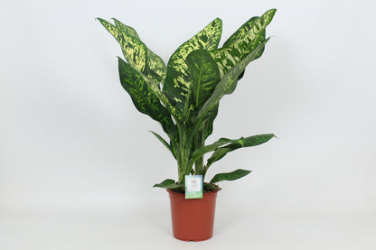 Dieffenbachia seguine