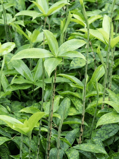 Dracaena surculosa