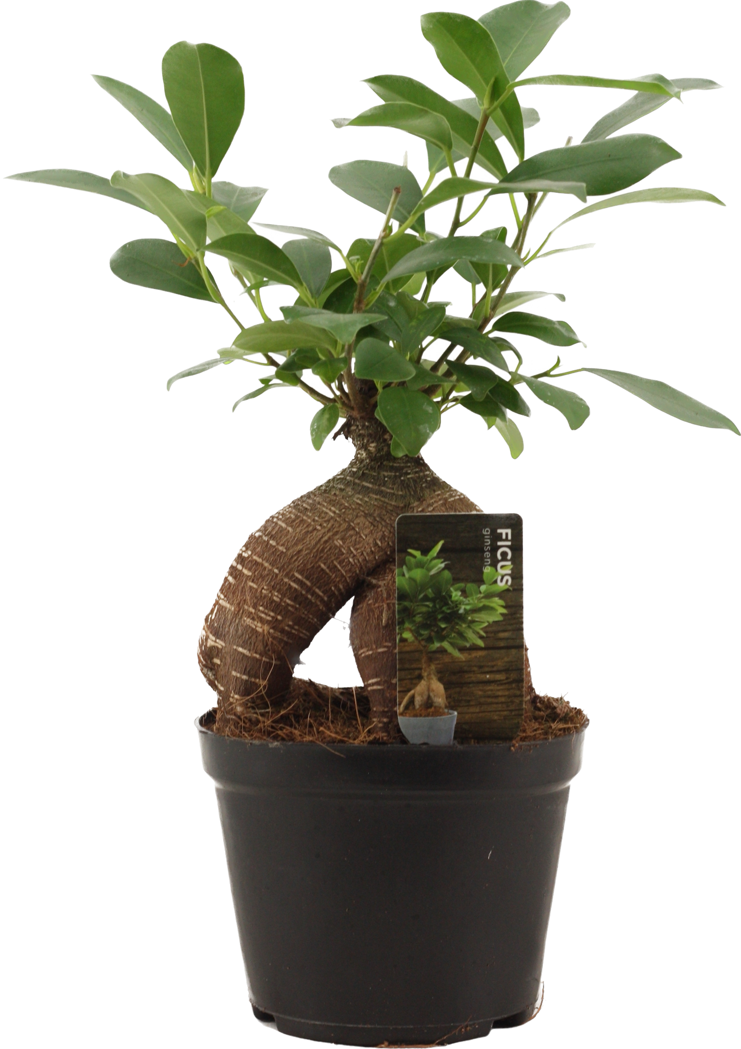 Ficus Ginseng