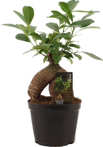 Ficus Ginseng