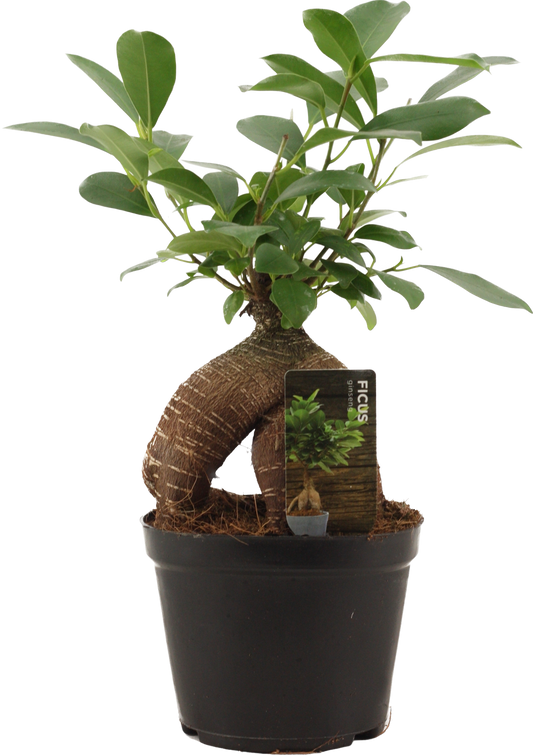 Ficus Ginseng