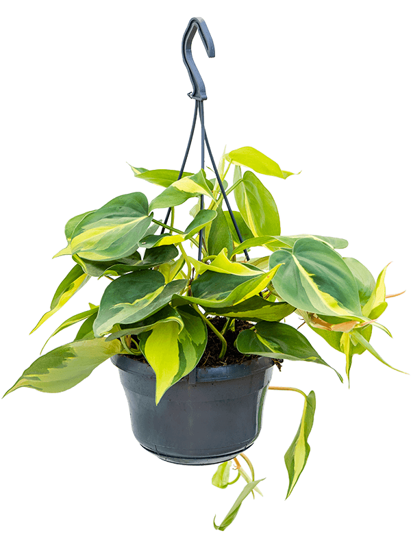 Philodendron scandens Brasil